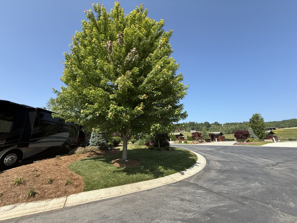 Lot_41_246